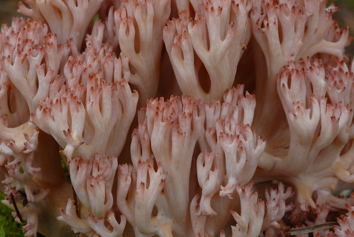 L’image actuelle n’a pas de texte alternatif. Le nom du fichier est : Ramaria_botrytis_299869.jpg