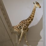 Le Muséum d’histoire naturelle de La Rochelle célèbre le bicentenaire de l’arrivée de la girafe Zarafa en France