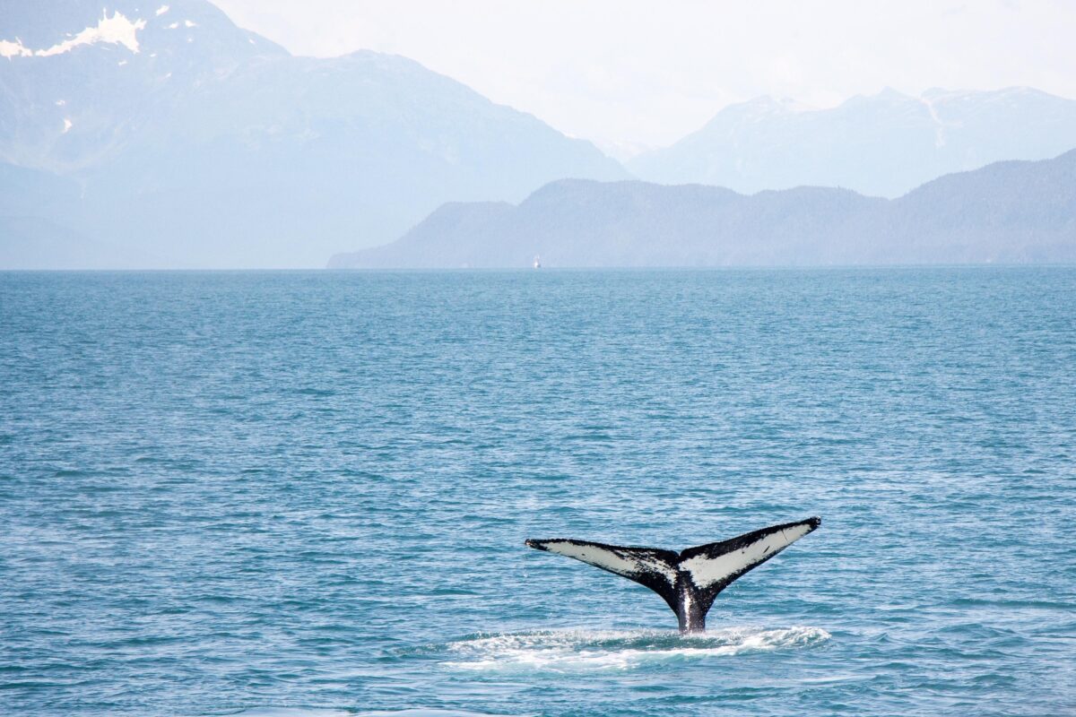L’image actuelle n’a pas de texte alternatif. Le nom du fichier est : dennisflarsen-whale-4424846_1920.jpg
