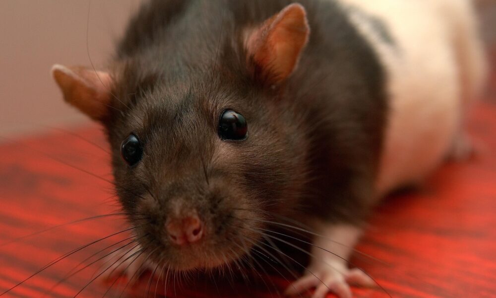 À Saint-Pierre-d’Oléron, un bébé de sept mois mordu par un rat dans son sommeil suscite l’inquiétude des insulaires