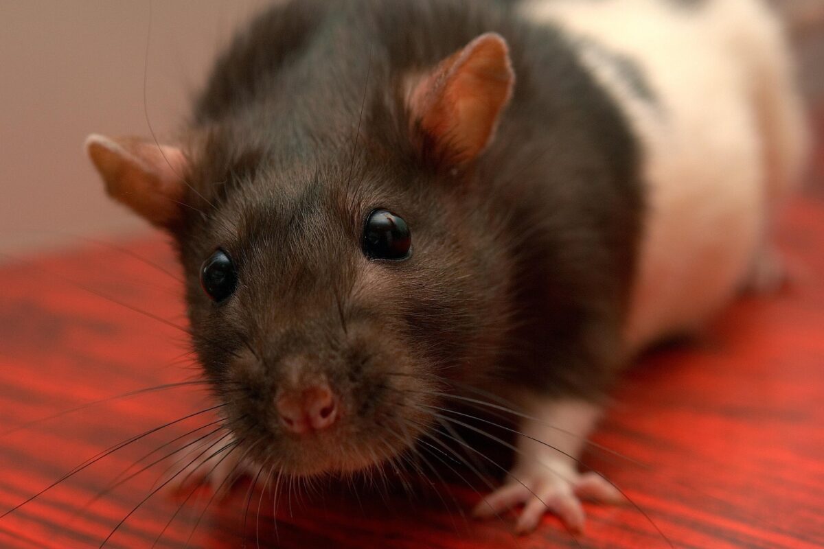 L’image actuelle n’a pas de texte alternatif. Le nom du fichier est : firelong-rat-757834_1920.jpg