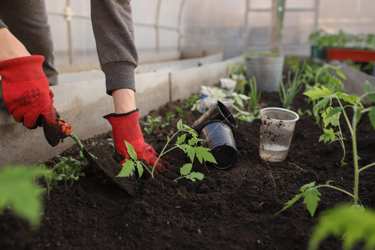 L’image actuelle n’a pas de texte alternatif. Le nom du fichier est : katya_ershova-greenhouse-6226263_1920.jpg