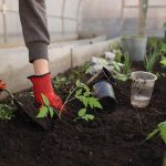 À Angoulême, l’association Régie Urbaine contrainte de suspendre son activité de maraîchage biologique en chantier d’insertion