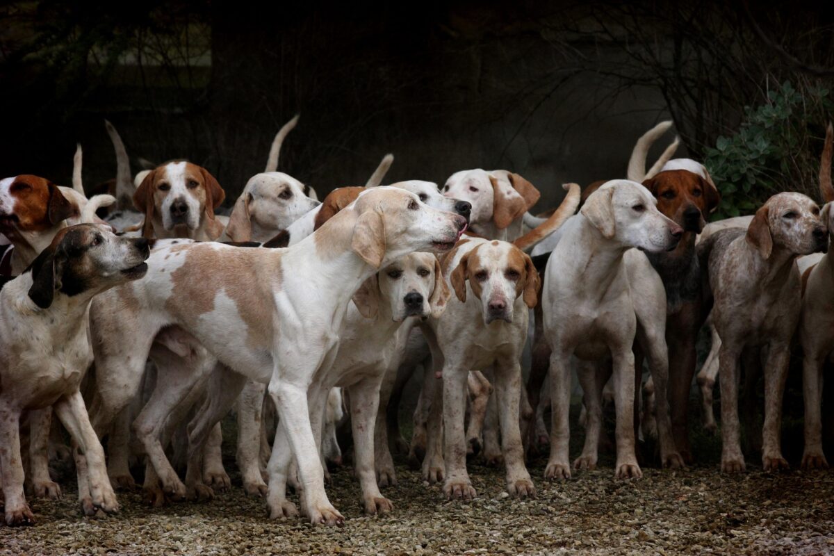 L’image actuelle n’a pas de texte alternatif. Le nom du fichier est : kudybadorota-dogs-2691871_1920.jpg