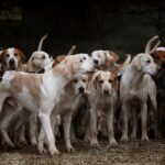 À Beauchêne, une pension canine et sa meute de chiens suscitent la contestation des riverains et du maire