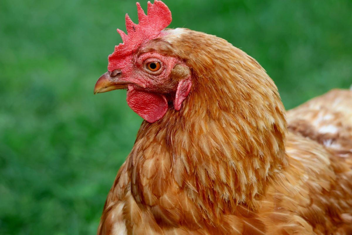 L’image actuelle n’a pas de texte alternatif. Le nom du fichier est : nennieinszweidrei-chicken-10460455_1920.jpg