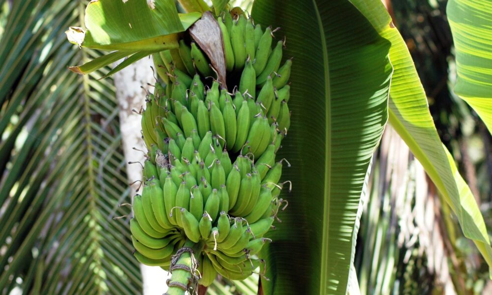 Des bananes et des fruits exotiques cultivés à deux mètres sous terre en toutes saisons