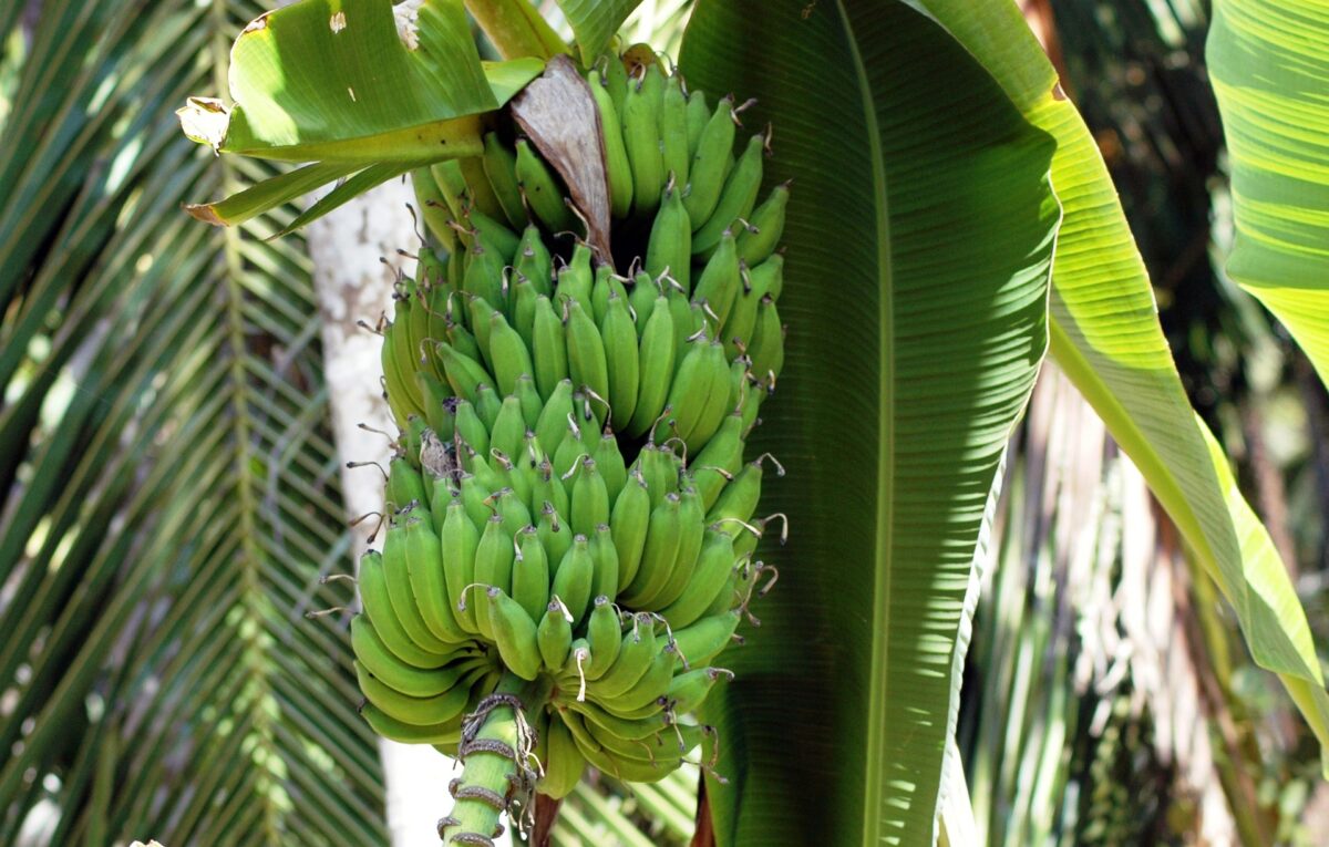 L’image actuelle n’a pas de texte alternatif. Le nom du fichier est : sidhick-indian-green-banana-5171298_1920.jpg