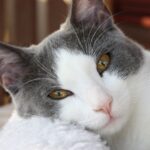 Un chat retrouvé par sa propriétaire huit ans après sa disparition dans le même village
